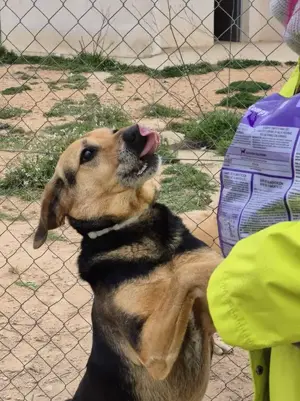 Dex wartet schon so lange auf eine Pflegestelle Bild 5