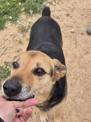 Dex wartet schon so lange auf eine Pflegestelle Bild 9