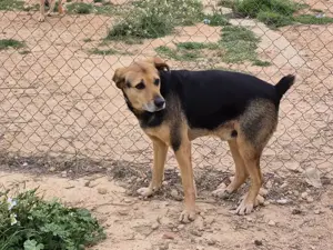 Dex wartet schon so lange auf eine Pflegestelle Bild 6