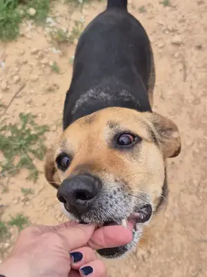 Dex wartet schon so lange auf eine Pflegestelle Bild 8