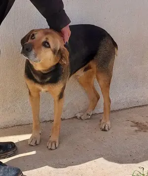 Dex wartet schon so lange auf eine Pflegestelle Bild 7