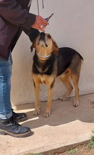 Dex wartet schon so lange auf eine Pflegestelle Bild 2