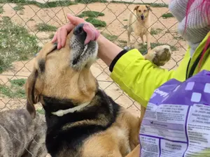 Dex wartet schon so lange auf eine Pflegestelle Bild 3