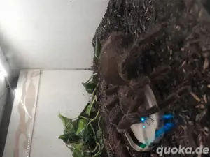 theraphosa blondi weibchen dnz