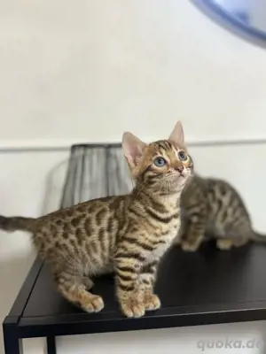 Wunderschöne Bengal Kitten   abzugeben ab Mitte Mai