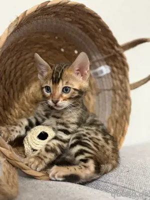 Bengalkitten