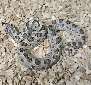 0.1 Arcticconda dh Maitai | Heterodon nasicus | Hakennasennatter | Arcticconda het Sable Toffee