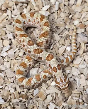 Toffeeconda het Sable | Hakennasennatter | Heterodon nasicus 