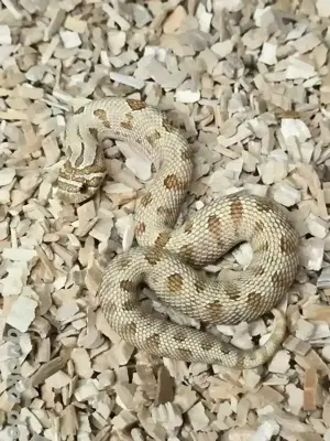 1.1 Toffeeconda het Sable (Maitai) | Heterodon nasicus | Hakennasennatter 