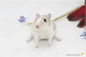 Zauberhafte, handzahme Rennmäuschen Bild 4