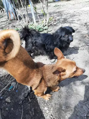 Leonie sucht ein liebevolles Zuhause für immer Bild 8