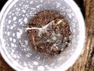 0.0.X Psalmopoeus cambridgei 