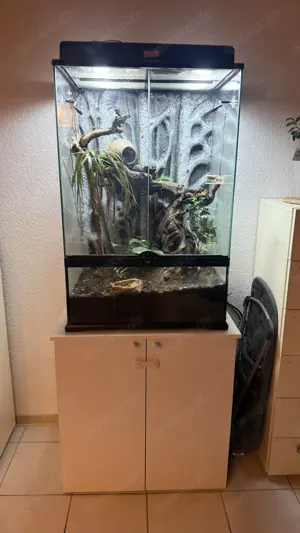 Kronenkopfgecko inkl. Terrarium Komplettset