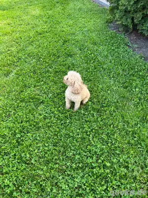 Maltipoo Welpen  Bild 8