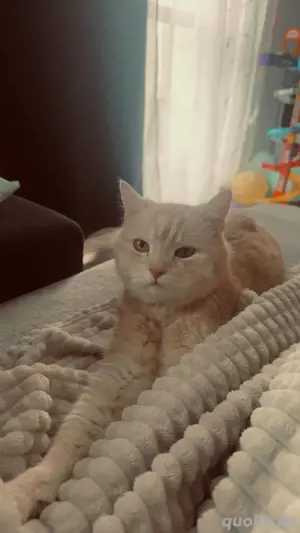 katerchen abzugeben 