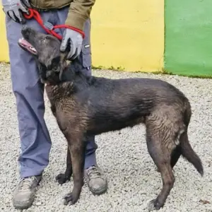 Miska, bezaubernde Hündin, Labrador Bracke Mix Bild 2