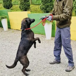Miska, bezaubernde Hündin, Labrador Bracke Mix Bild 3