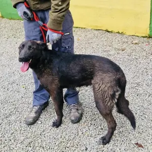 Miska, bezaubernde Hündin, Labrador Bracke Mix Bild 5