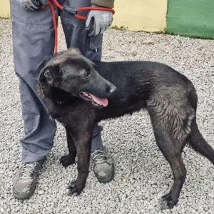 Miska, bezaubernde Hündin, Labrador Bracke Mix Bild 6