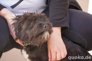  Kleine Nuca wartet vergeblich   jetzt sucht sie ein Zuhause voller Liebe! Bild 8