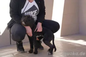  Kleine Nuca wartet vergeblich   jetzt sucht sie ein Zuhause voller Liebe! Bild 7