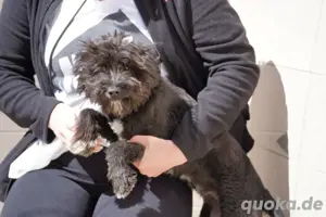  Kleine Nuca wartet vergeblich   jetzt sucht sie ein Zuhause voller Liebe! Bild 5