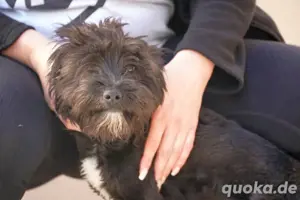  Kleine Nuca wartet vergeblich   jetzt sucht sie ein Zuhause voller Liebe! Bild 6