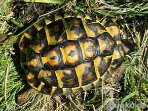 1.0 Testudo hermanni hermanni Mallorca