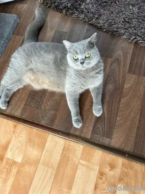 BKH Kitten zu verkaufen