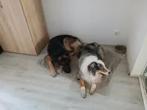 Altdeutscher Schäferhund 