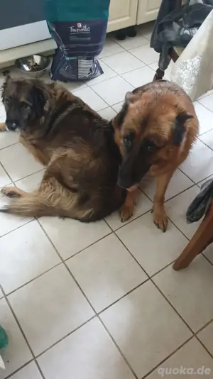 Hunde abzugeben