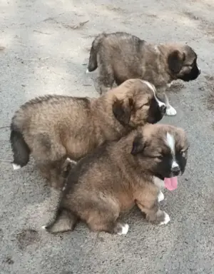 Leonberger Bernhardiner MIX WELPEN 