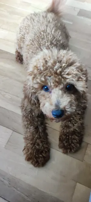 Deckrüde Zwergpudel Toypudel  Pudel Hund Bild 6