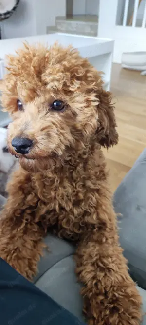 Deckrüde Zwergpudel Toypudel  Pudel Hund Bild 3