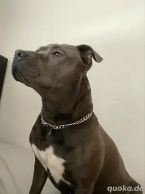 Reinrassige Americanstaffordshire Welpen
