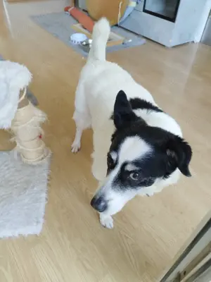 Hund abzugeben 