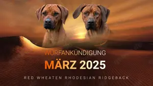 Rhodesian Ridgeback Welpen 