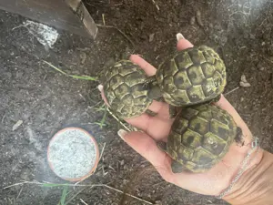 Sehr schöne griechische Landschildkröten NZ 2023