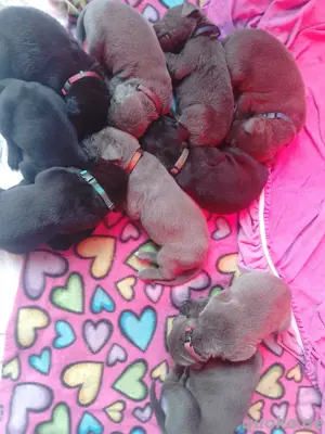 cane Corso x Deutsche Dogge Welpen 