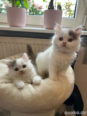 BKH BLH Kitten mit Stammbaum