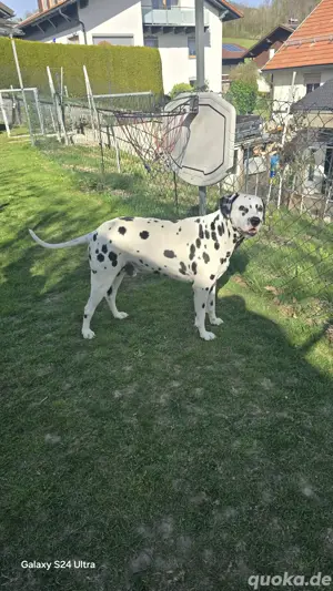 Dalmatiner dekruder  Bild 4