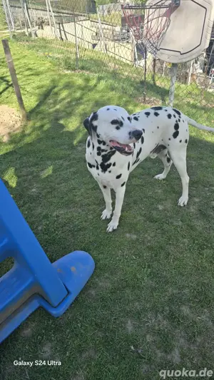 Dalmatiner dekruder  Bild 5