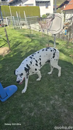 Dalmatiner dekruder  Bild 6