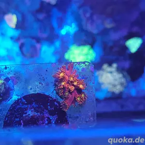 Goniopora Red Yellow Koralle