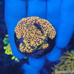Montipora Crazy T Koralle 