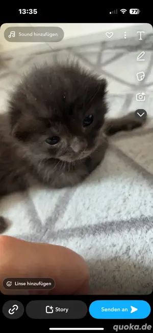 BKH Mix Kitten 