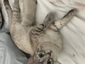 BKH Katze 1 Jahr