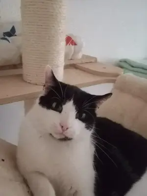 Oreo   Der verschmuste Kater mit großem Herzen sucht ein liebevolles Zuhause Bild 5