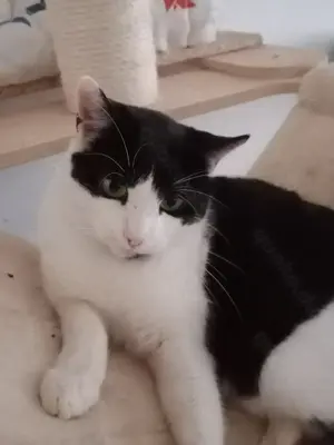 Oreo   Der verschmuste Kater mit großem Herzen sucht ein liebevolles Zuhause Bild 4