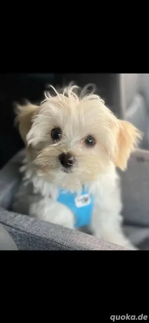 Deckhund Mini-Maltipoo